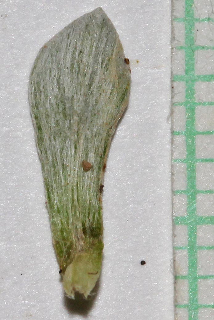 Antennaria media