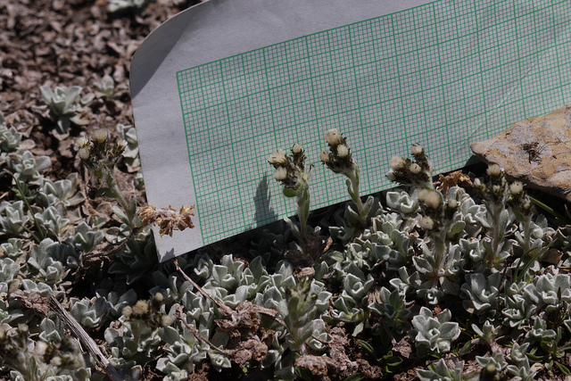 Antennaria media (Antennaria media)
