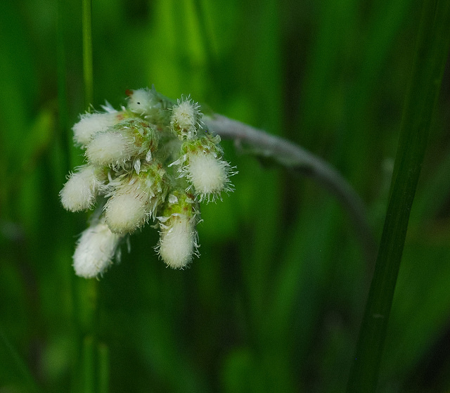 Antennaria neglecta