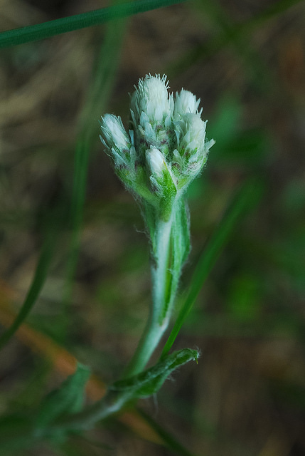 Antennaria neglecta