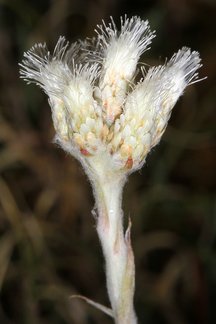 Antennaria neglecta