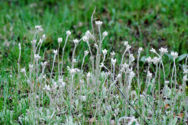 Antennaria neglecta