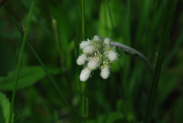 Antennaria neglecta
