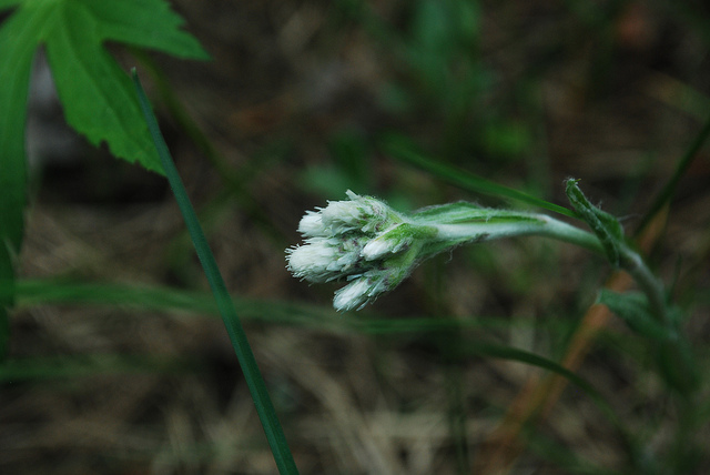 Antennaria neglecta (Antennaria neglecta)
