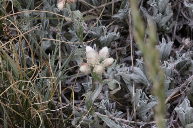 Antennaria parvifolia