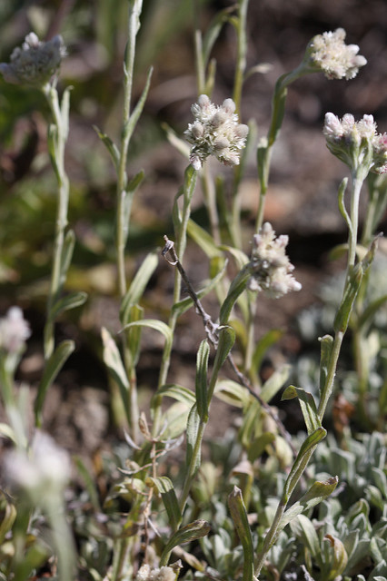 Antennaria parvifolia