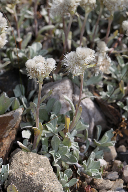 Antennaria parvifolia