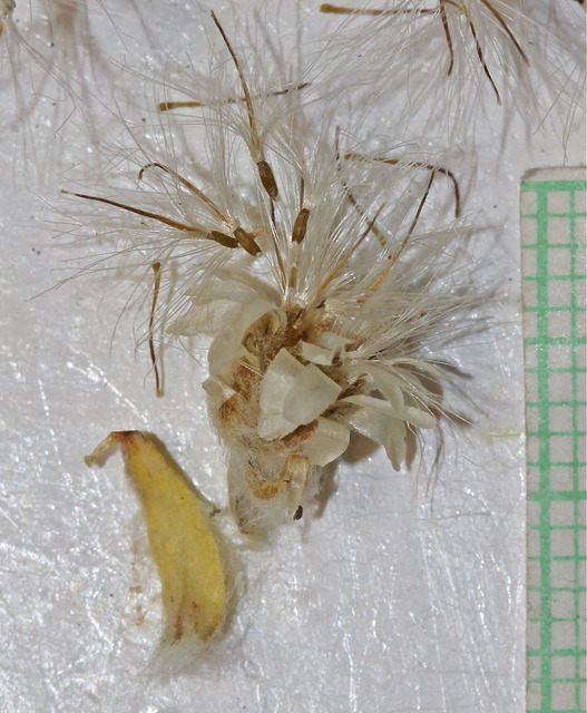 Antennaria parvifolia