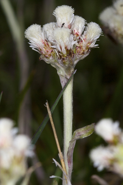 Antennaria plantaginifolia (Antennaria plantaginifolia)