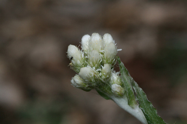 Antennaria plantaginifolia