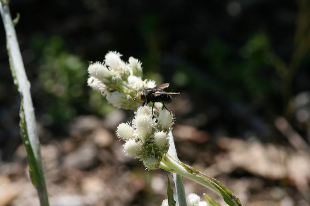 Antennaria plantaginifolia