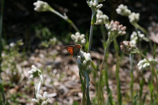 Antennaria plantaginifolia