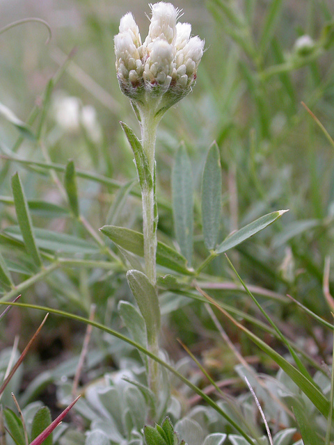 Antennaria rosea