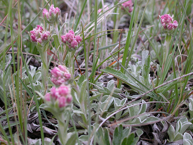 Antennaria rosea