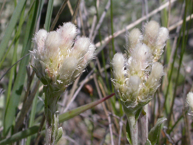Antennaria rosea