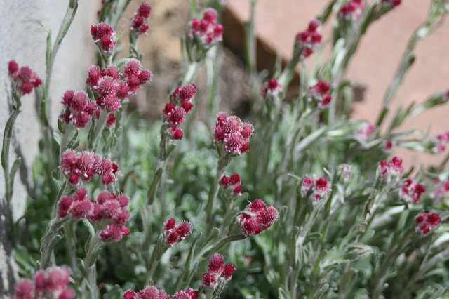 Antennaria rosea