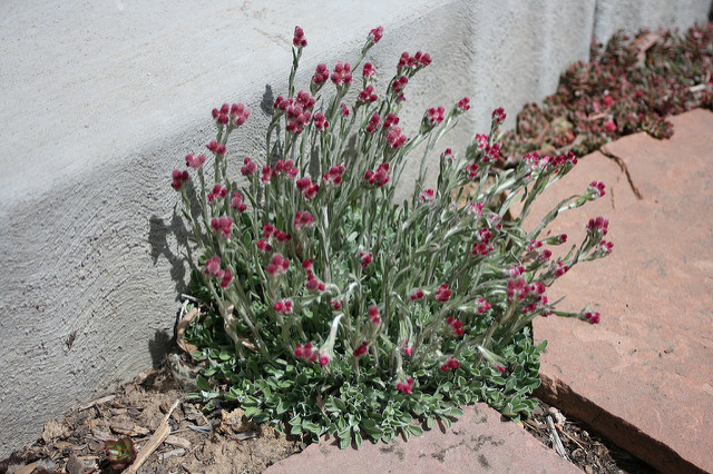Antennaria rosea
