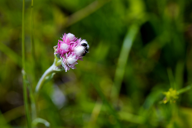 Antennaria rosea (Antennaria rosea)
