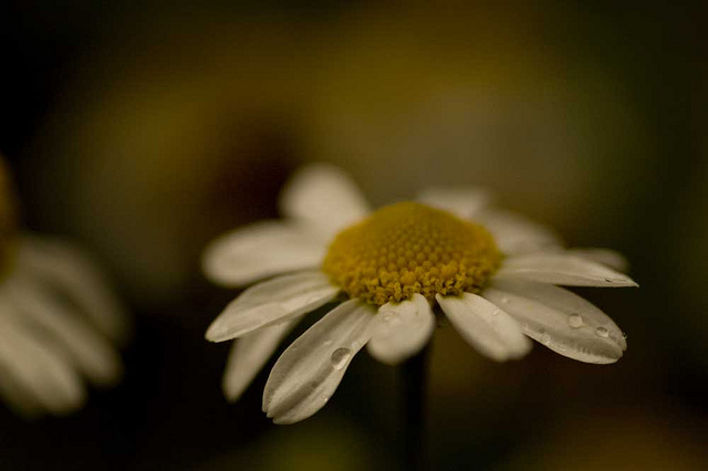 Anthémis des champs