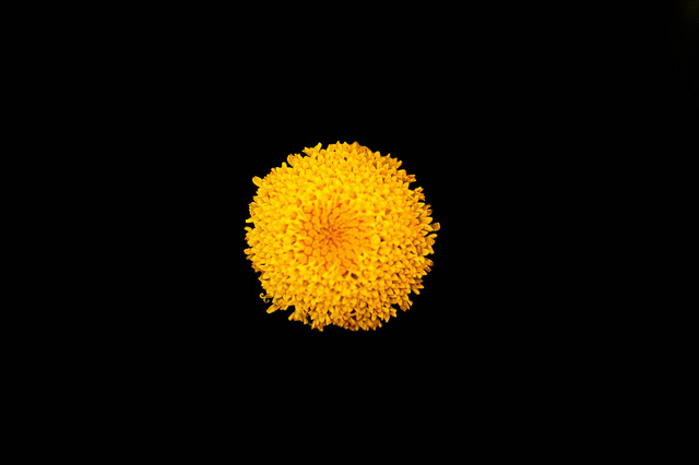 Anthémis des champs