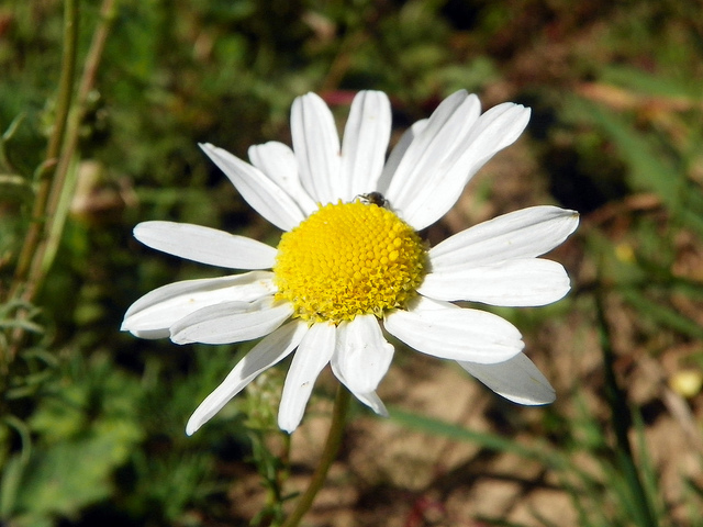 Anthémis fétide (Anthemis cotula)