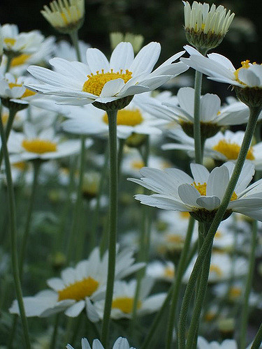Anthémis de crète (Anthemis cretica)