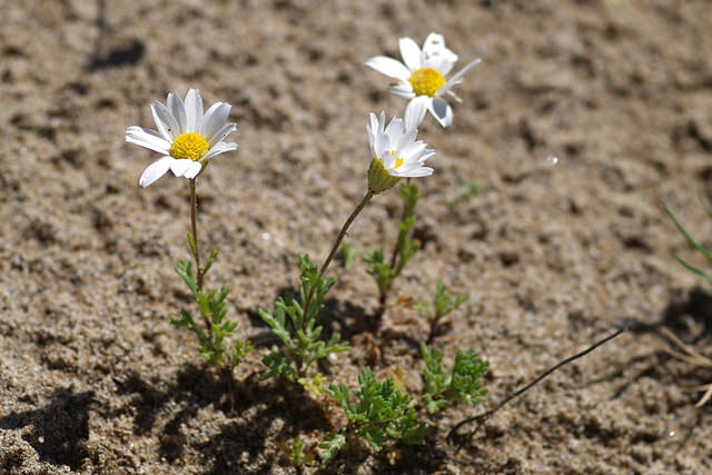 Anthémis maritime (Anthemis maritima)