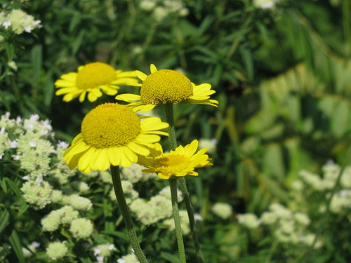 Anthémis des teinturiers