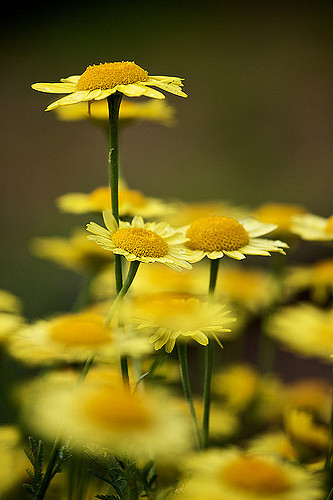 Anthémis des teinturiers