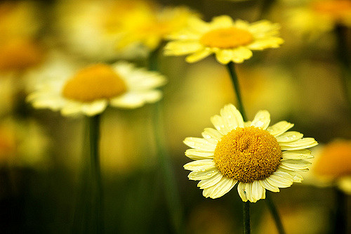 Anthémis des teinturiers