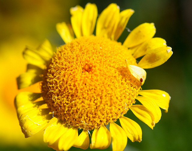 Anthémis des teinturiers