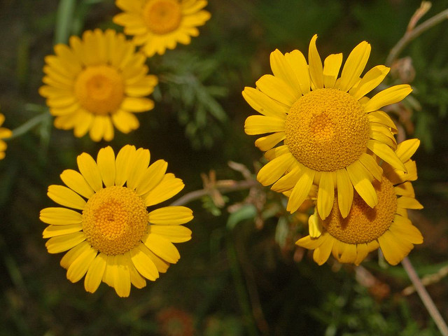 Anthémis des teinturiers
