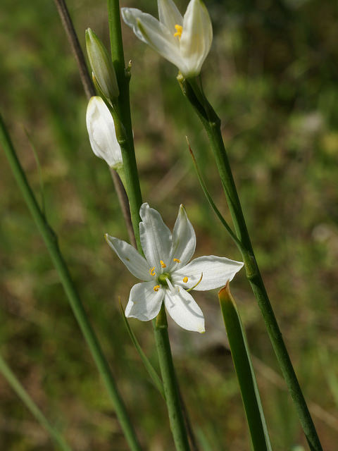 Phalangère à fleurs de lis