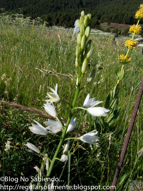Phalangère à fleurs de lis