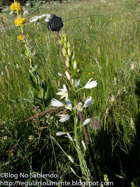 Phalangère à fleurs de lis