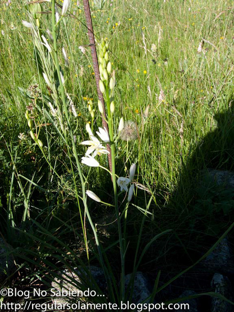 Phalangère à fleurs de lis