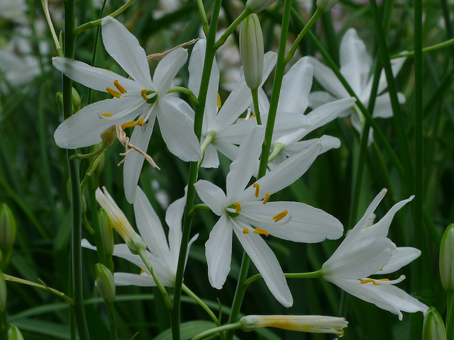 Phalangère à fleurs de lis