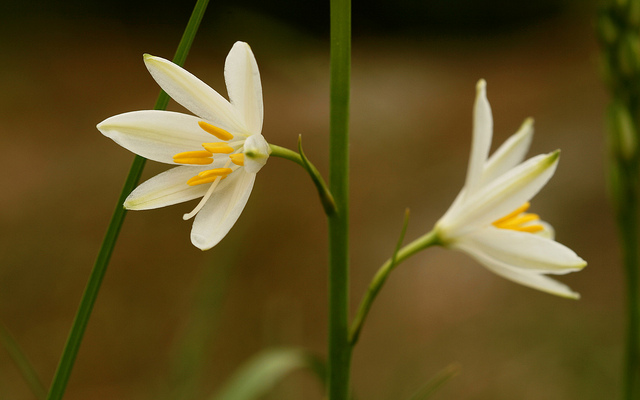 Phalangère à fleurs de lis (Anthericum liliago)