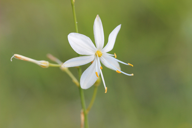 Anthéricum ramifié