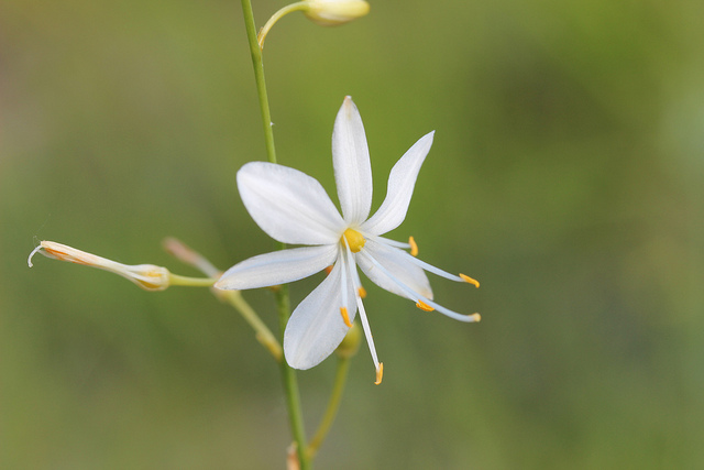 Anthéricum ramifié