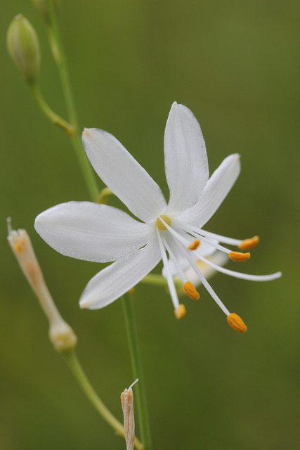 Anthéricum ramifié