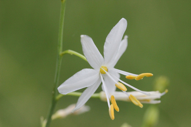 Anthéricum ramifié