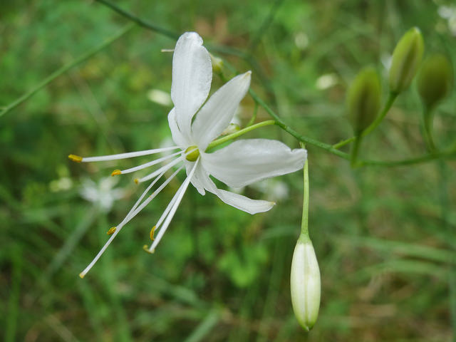Anthéricum ramifié