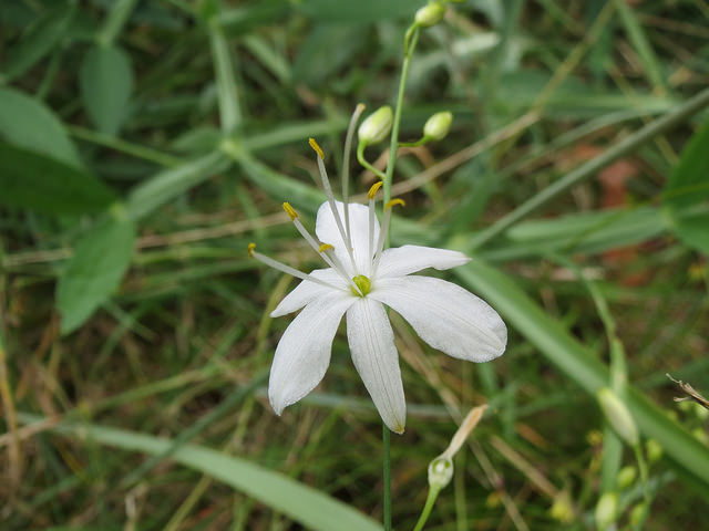 Anthéricum ramifié (Anthericum ramosum)