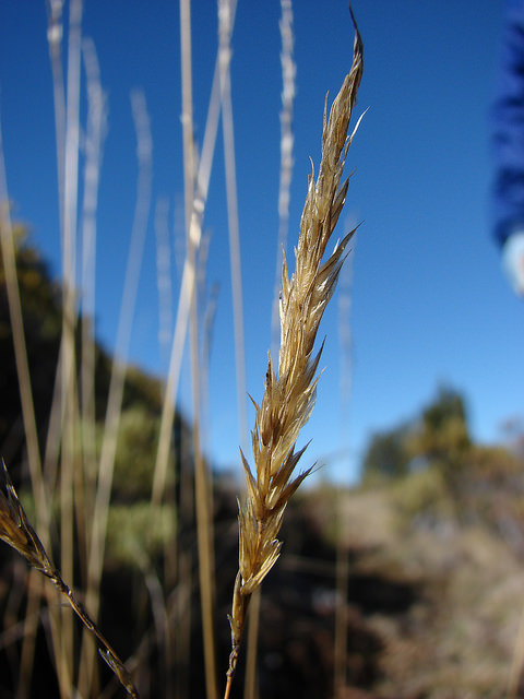 Flouve odorante