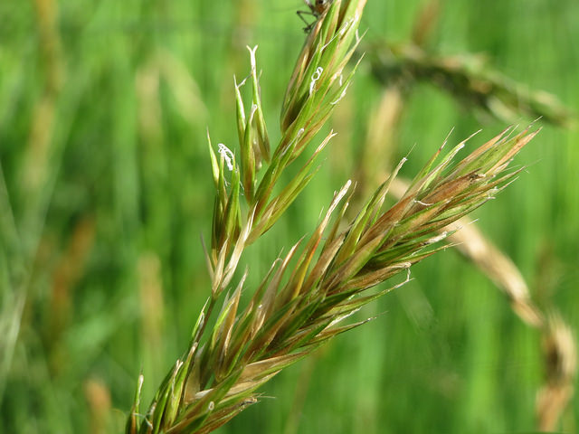 Flouve odorante