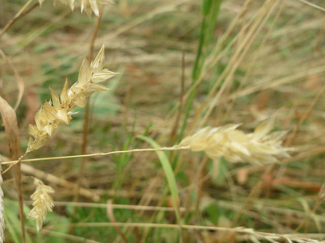 Flouve odorante