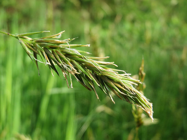 Flouve odorante
