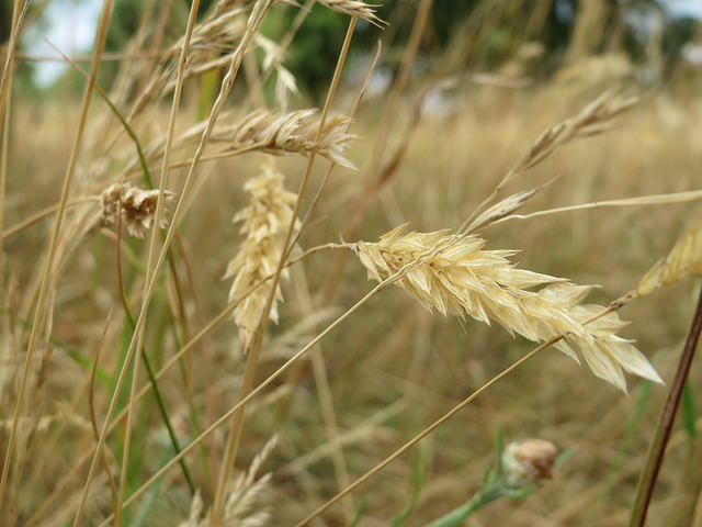 Flouve odorante (Anthoxanthum odoratum)