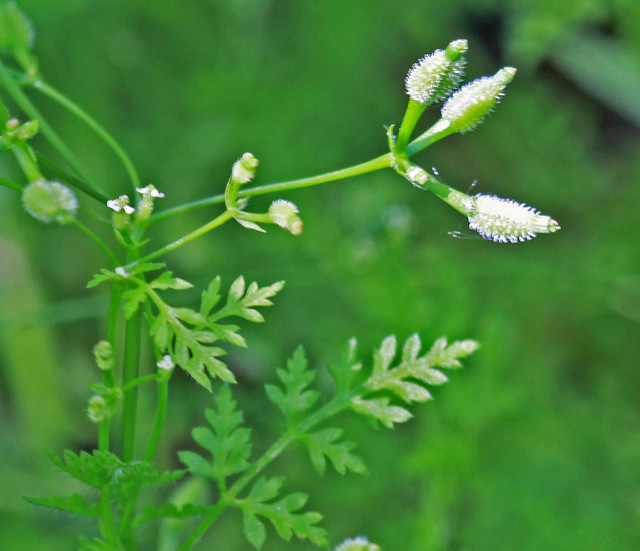 Anthrisque commun (Anthriscus caucalis)